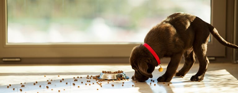How to Train a Puppy to Eat Dog Food